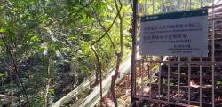 Ecosystem manipulation experiment at Xishuangbanna Tropical Botanical Garden, Chinese Academy of Sciences, Yunnan. By Ashley Scott Kelly, 2019.