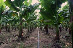 Experimental banana plantation in Muang Sing valley, Laos. By TANG Chun Wah Richard, 2019.