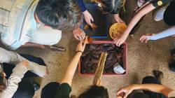 HKU landscape students doing seed preparation at Ban Mae Sa Mai Community Tree Nursery with Chiang Mai University's Forest Restoration Research Unit (FORRU), Thailand. By Ashley Scott Kelly, 2024.