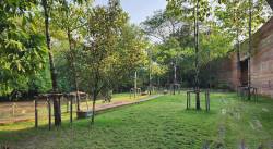 Metro Forest Project, Bangkok, Thailand. By Ashley Scott Kelly, 2024.
