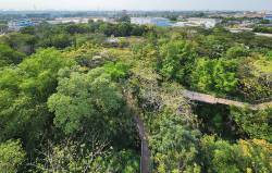 Metro Forest Project, Bangkok, Thailand. By Ashley Scott Kelly, 2024.