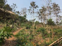 Pha Tad Ke Botanical Garden, Laos. By NG Kwok Jing James, 2019.