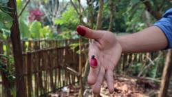 Pha Tad Ke Botanical Garden, Laos. By WONG Wing Yin Angel, 2019.