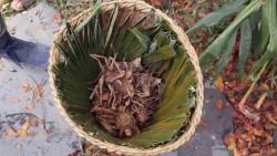 Pha Tad Ke Botanical Garden, Laos. By WONG Wing Yin Angel, 2019.