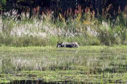 Rhinoceros in Chitwan National Park. By Ashley Scott Kelly, 2016.