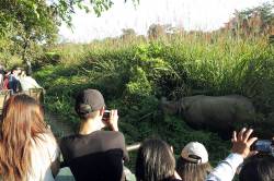 Rhinoceros in Chitwan National Park. By Ashley Scott Kelly, 2016.