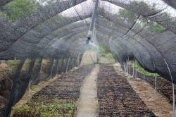 Shade tree nursery for ACOPAGRO agricultural cooperative that manages the Martin Sagrado Conservation Concession, Juanhui, San Martin, Peru. By GUO Feng Franky, 2012.