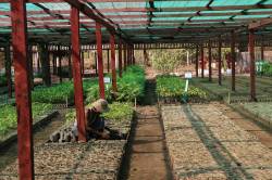 Tanintharyi Nature Reserve Project (TNRP) Michaunglaung Nursery. By Dorothy Tang, 2015.